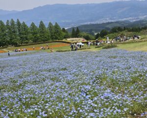 お花が綺麗な季節です