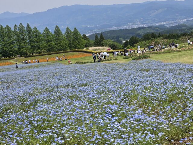 お花が綺麗な季節です